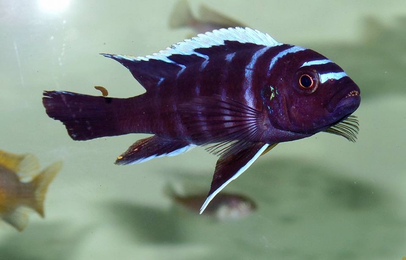 Cynotilapia zebroides 'Ndonga (Deep)'